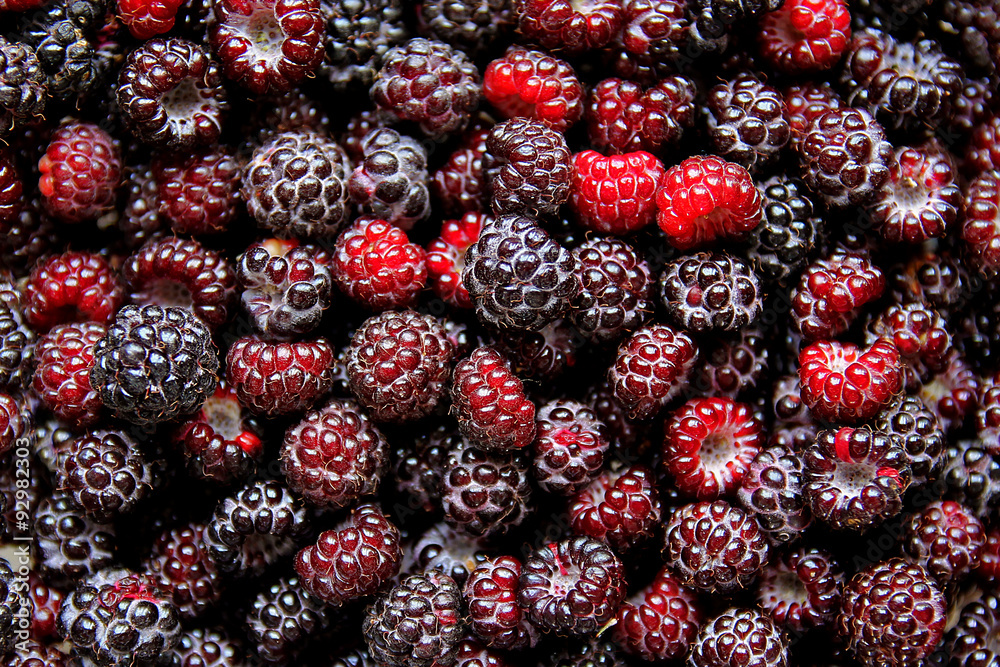 Large Collection on Fresh Black Cap Raspberries Large Collection on Fresh Black Cap Raspberries