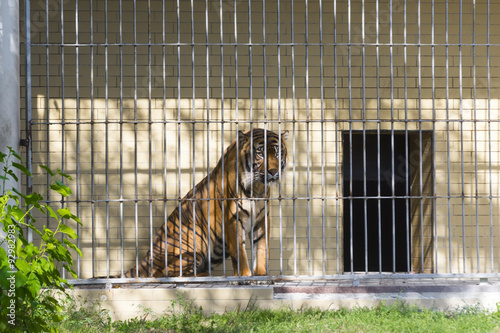 Fototapeta Naklejka Na Ścianę i Meble -  The Sumatran tiger was closed after killing a zookeeper in Wroclaw Zoo