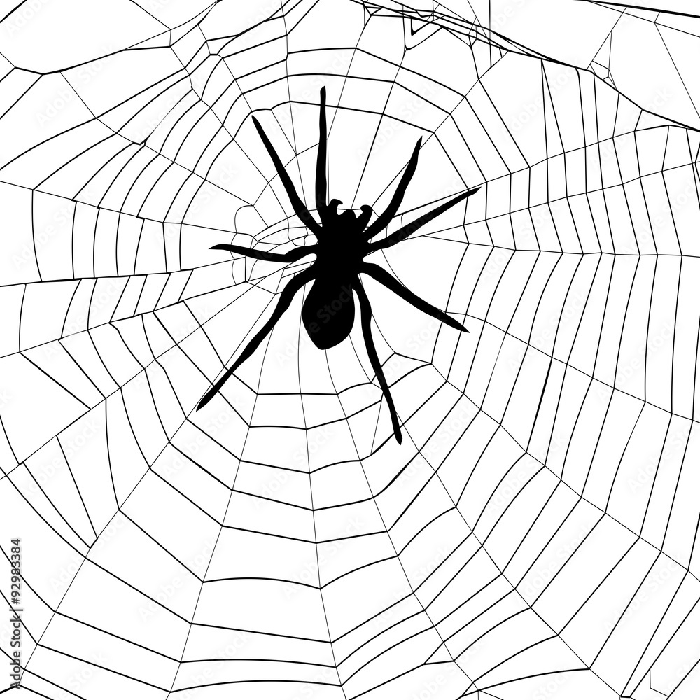 Obraz premium spider and spider web