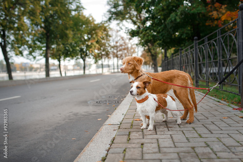 Dog breed Nova Scotia Duck Tolling Retriever and Jack Russell Terrier walking in autumn park