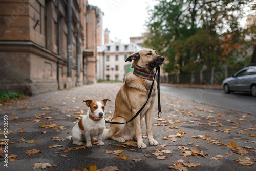 Mixed breed dog and Jack Russell Terrier walking in autumn park