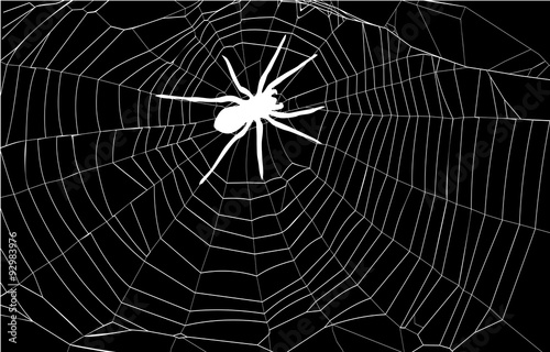 spider and spider web