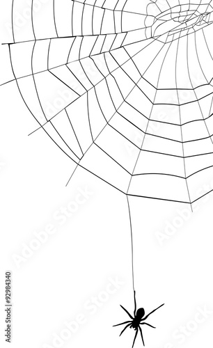 spider and spider web