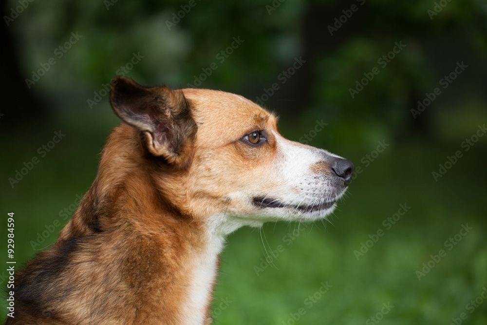 portrait of dog australian shepherd mix portrait of dog australian shepherd mix