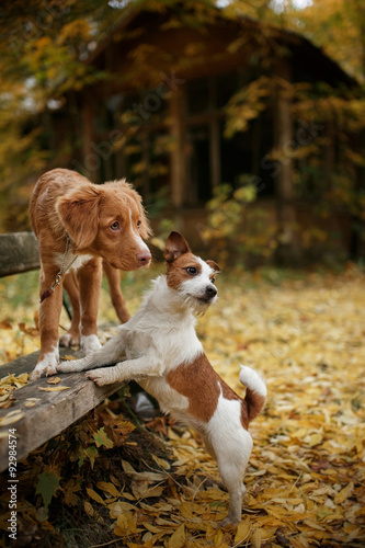 Photography Dog breed Nova Scotia Duck Tolling Retriever and Jack Russell Terrier walking in
