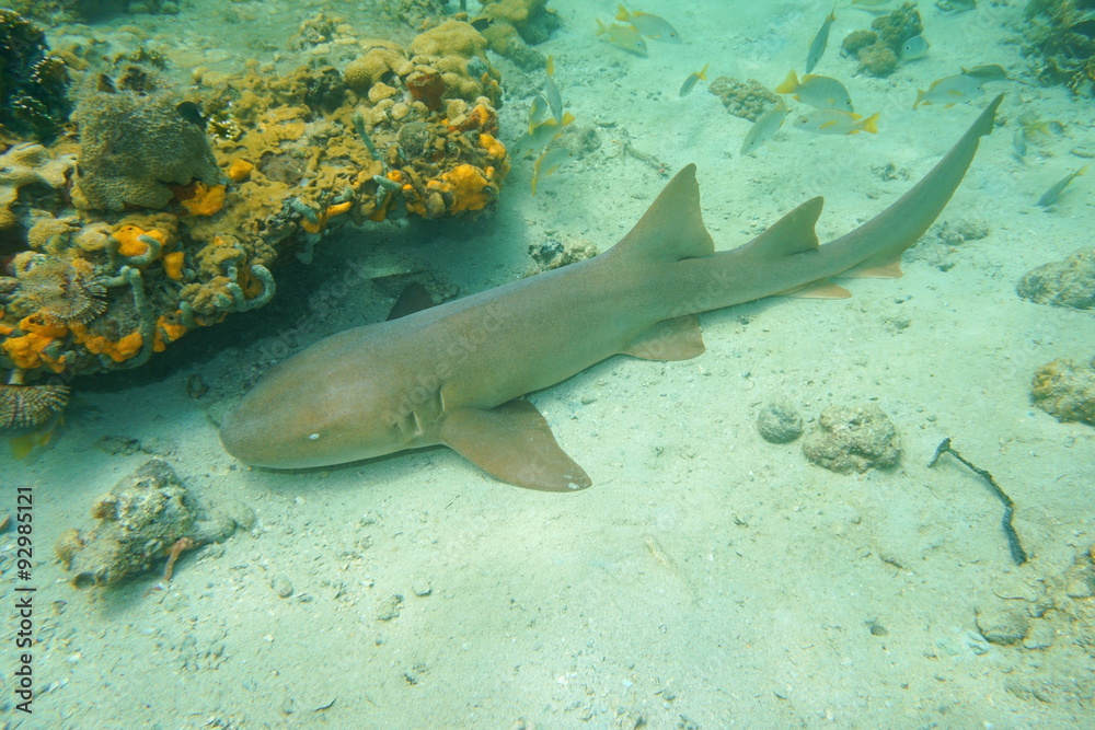 Fototapeta premium Ginglymostoma cirratum nurse shark underwater