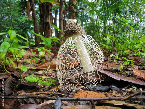 Phallus indusiatus mushroom long net stinkhorn photo