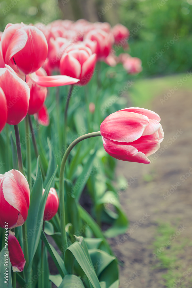 Bent tulip