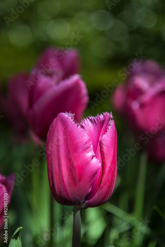 Purple tulip