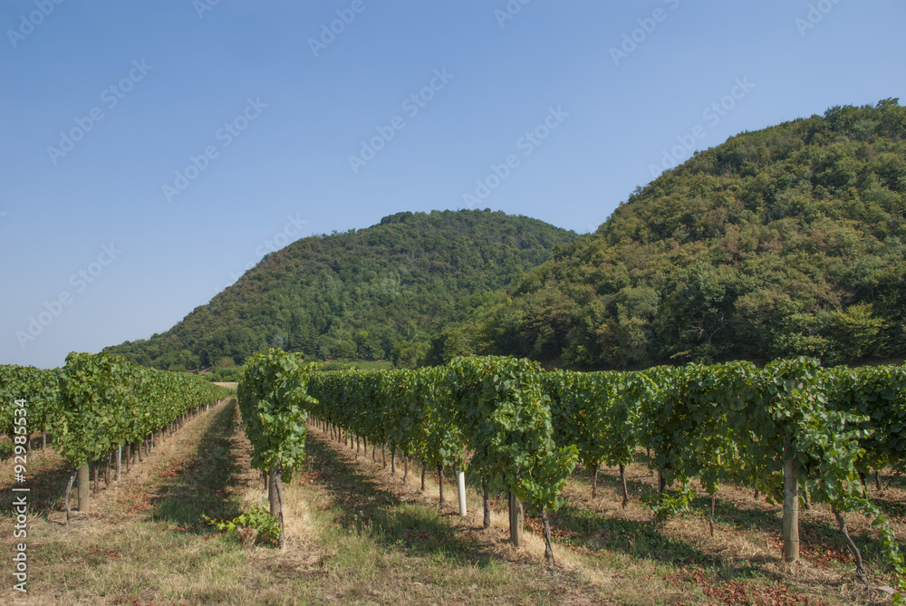 Vigneti e uliveti in Franciacorta