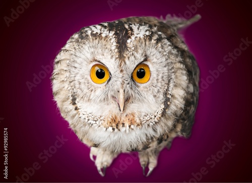 Owl. © BillionPhotos.com