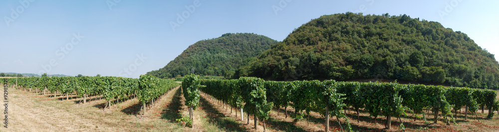 Vigneti e uliveti in Franciacorta