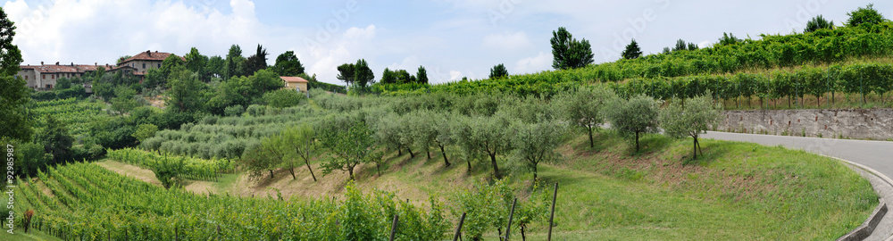 Vigneti e uliveti in Franciacorta Vigneti e uliveti in Franciacorta