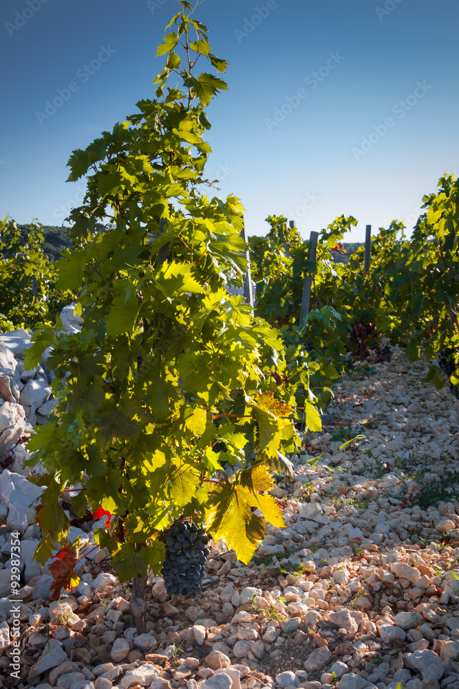 Fototapeta premium Primosten Babic Vineyard