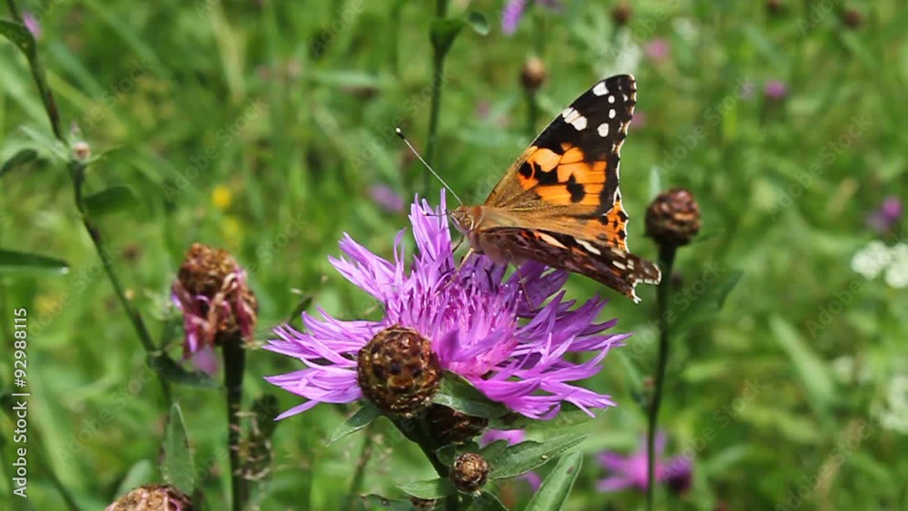 Beautiful butterfly Beautiful butterfly