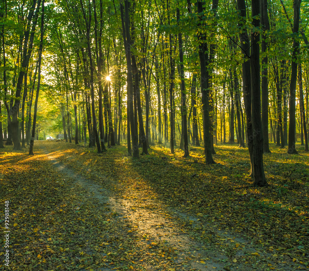 Fototapeta premium forest