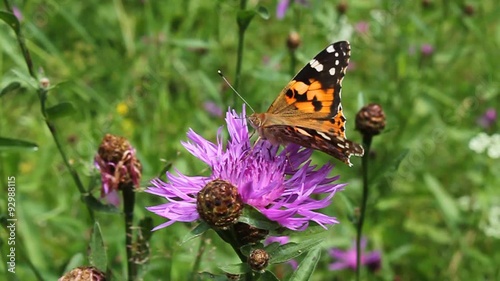 Beautiful butterfly photo