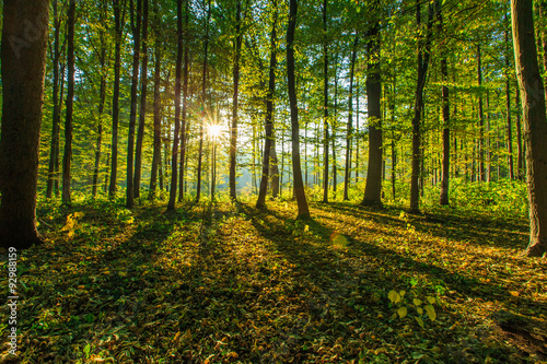 Fototapeta Naklejka Na Ścianę i Meble -  Sunrise in autumn forest