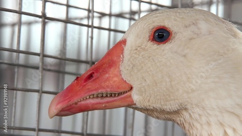 Poultry farm. Goose photo