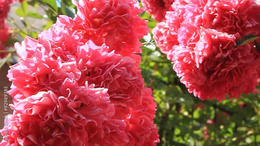 Red flowers