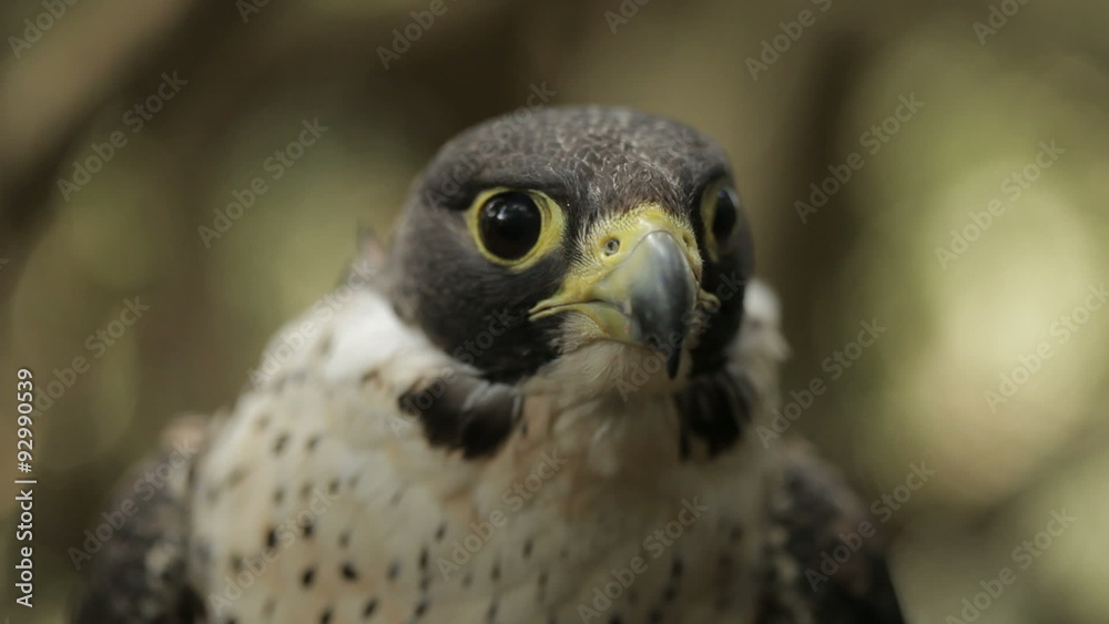 Peregrine falcon close-up looking directly at camera. Peregrine falcon close-up looking directly at camera.