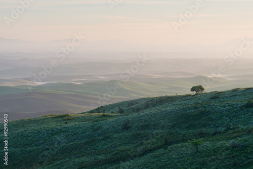 Lone tree photo