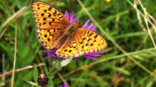 Butterfly photo