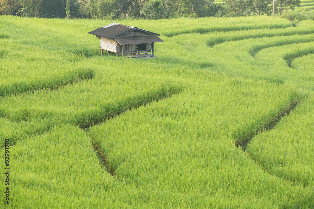 Terraced Rice fields