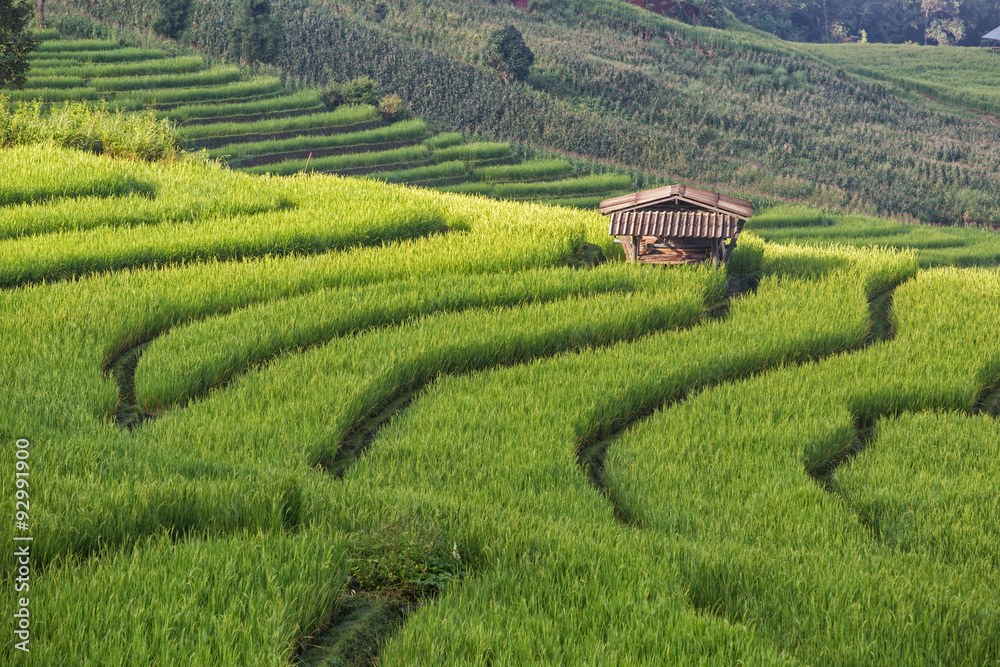 Terraced Rice fields