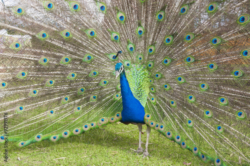 Pavo real ave exótica