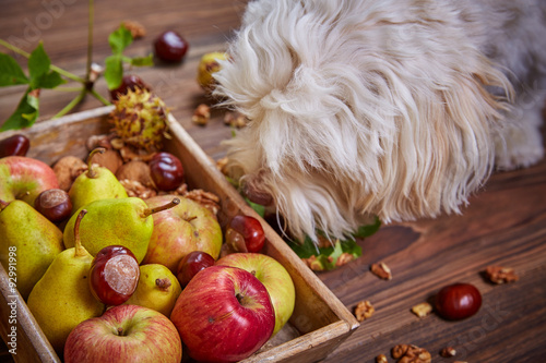 Apples and pears and dog