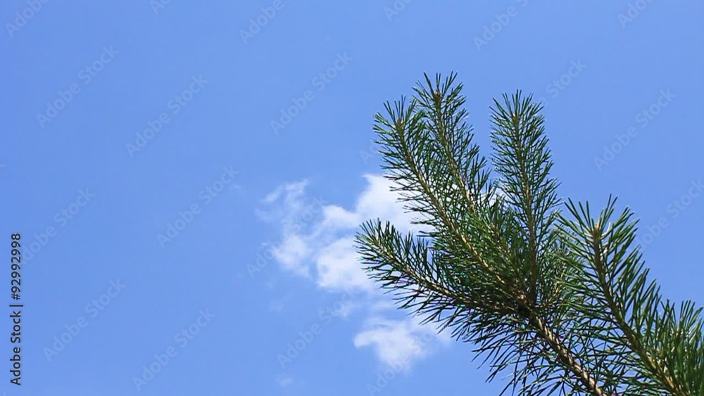 Christmas tree Christmas tree