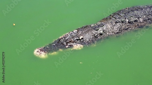 Crocodile in green water photo