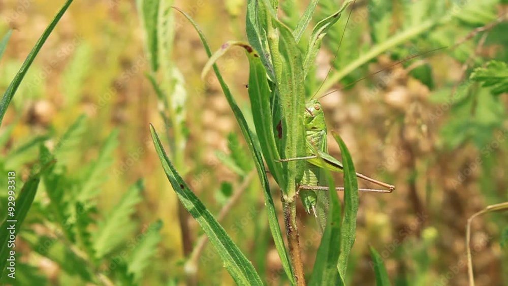 Tettigonia viridissima