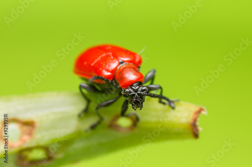 Scarlet lily beetle, Lilioceris lilii on damaged leaf photo