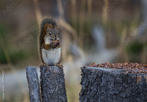 Φωτογραφία Squirrel