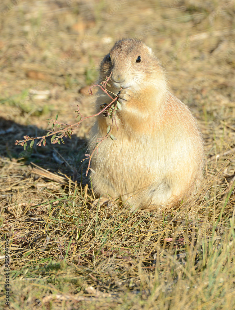 Prairie dogs are burrowing rodents native to several Rocky Mountain and Great Plains states and live in large communities underground. Prairie dogs are burrowing rodents native to several Rocky Mountain and Great Plains states and live in large communities underground.