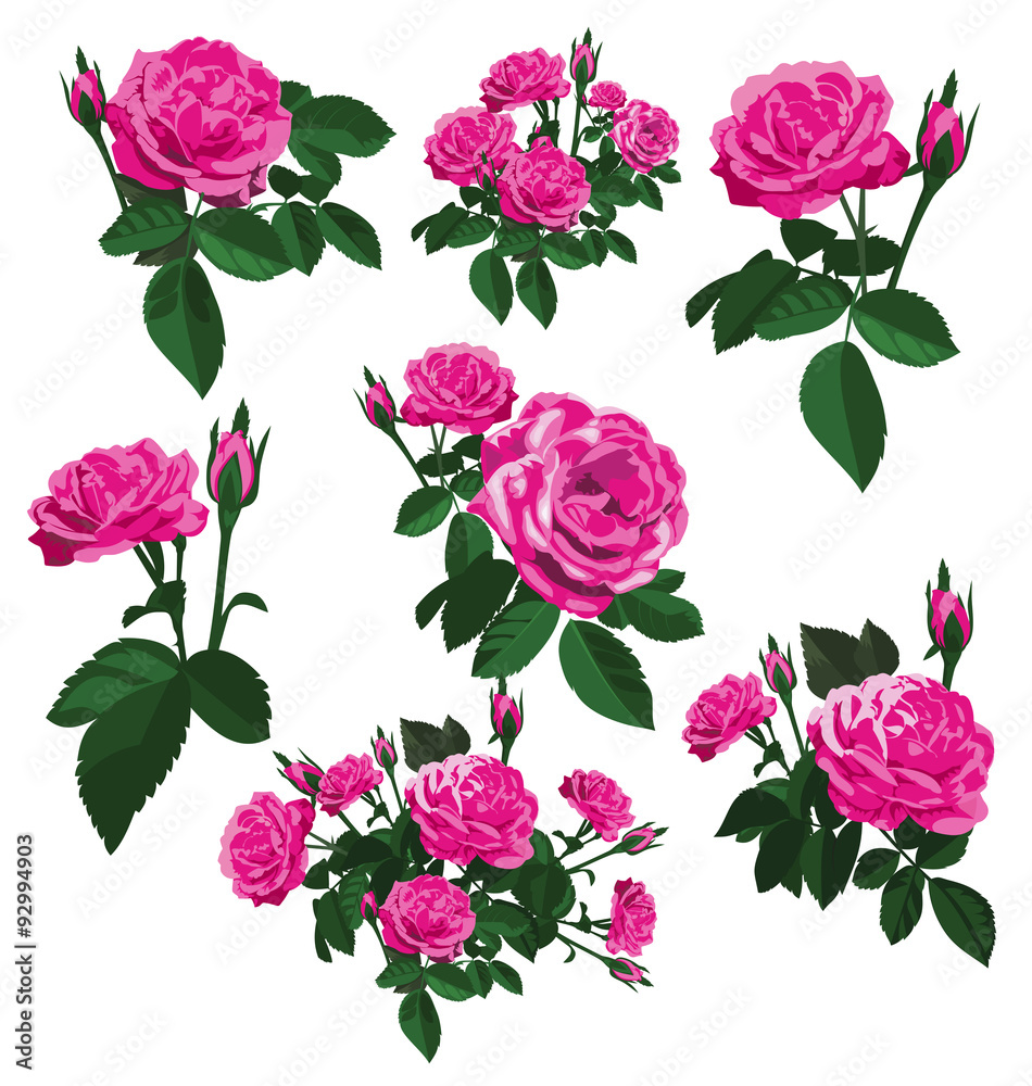 rose rose