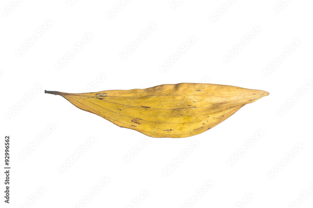 Fototapeta premium dry leaf on white background