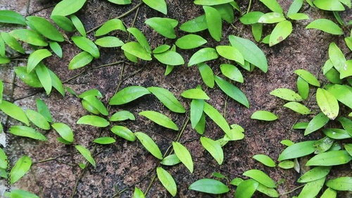 Clambering plants on the stone and sound of cicadas photo