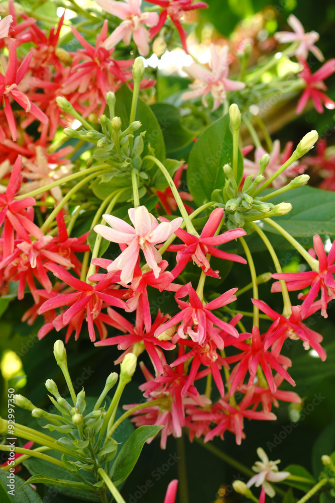 Fragrant flowers change color of Rangoon creeper.
