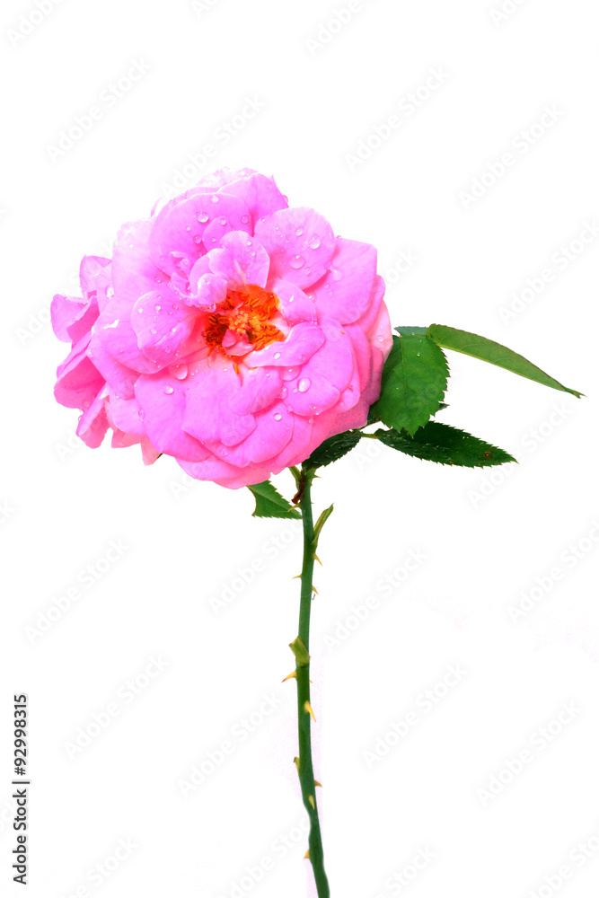 Beautiful pink rose with leaves isolated on white