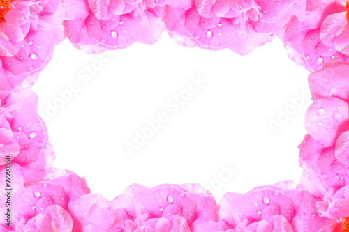 Beautiful Wallpaper pink rose petals isolated on white