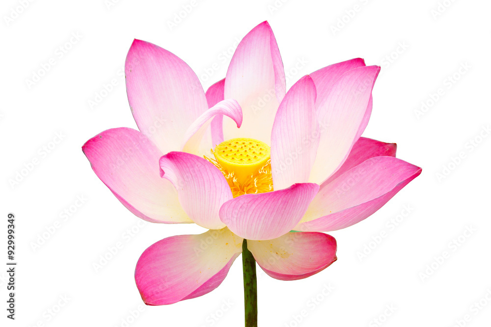 Beautiful white and pink lotus (Nelumbo nucifera)