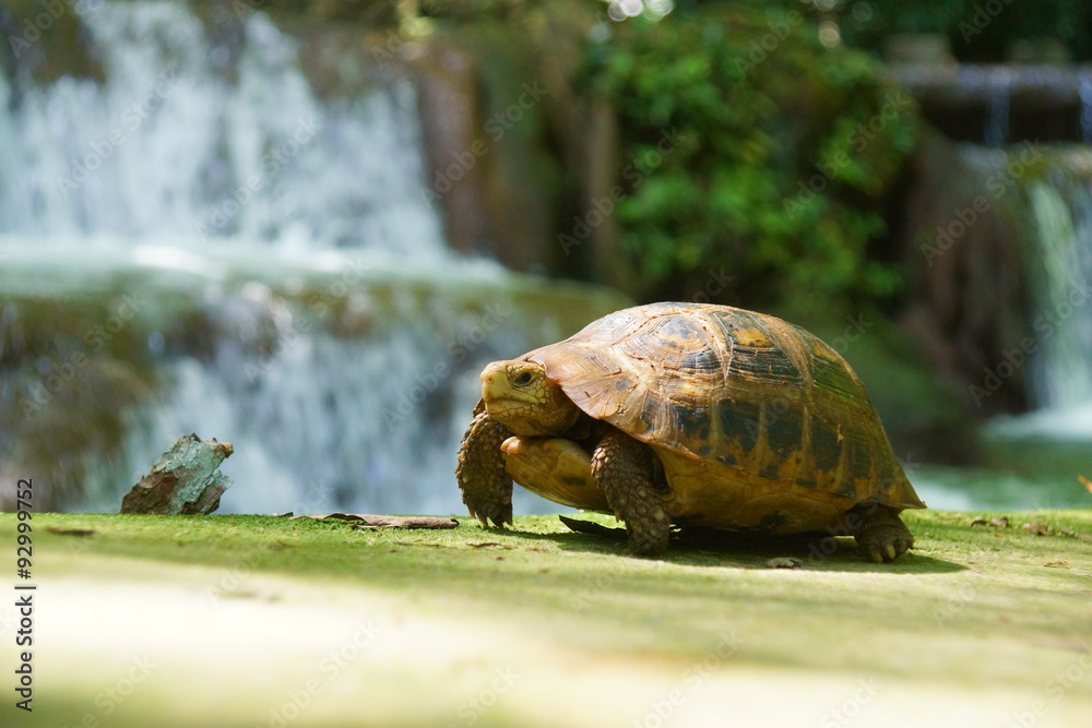 Fototapeta premium Wild turtles in small waterfall at Than Bok Khorani National Par