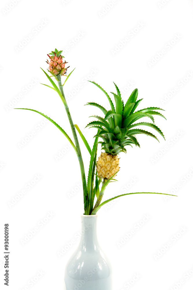 Pineapple plants in a vase isolated on white background. Pineapple plants in a vase isolated on white background.