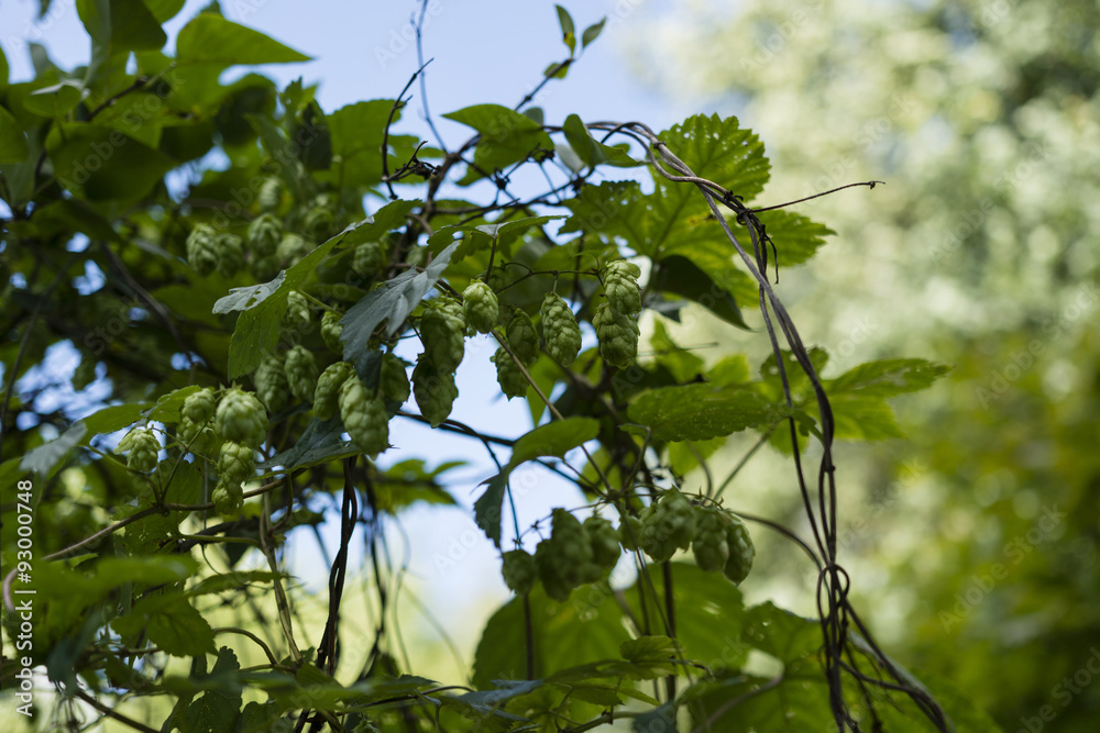 Obraz premium Humulus lupulus, hop rotary