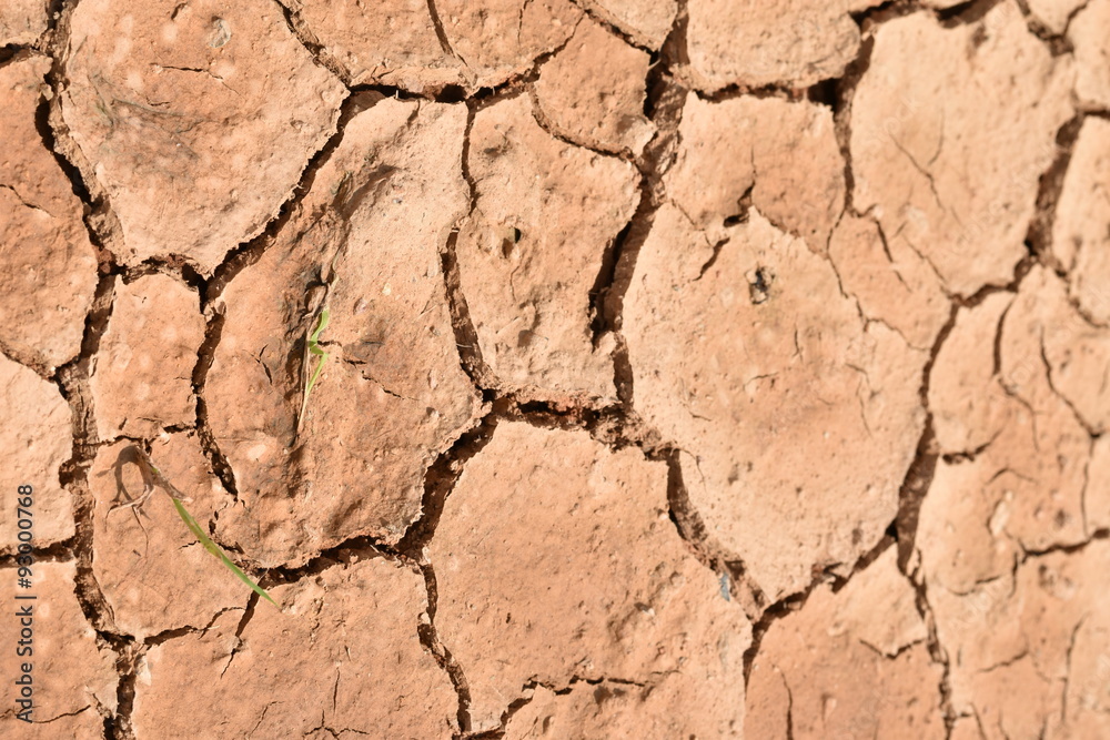 Fototapeta premium cracked earth
