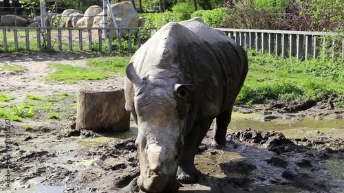 Rhinoceros in zoological garden photo