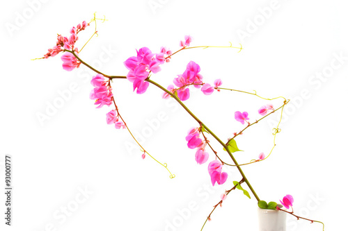 Pink flower on a white background. (Coral Vine, Mexican Creeper,